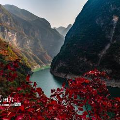 重庆巫山：黄栌叶红游客来