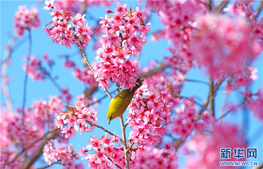 云南弥勒：冬日里的鸟语花香